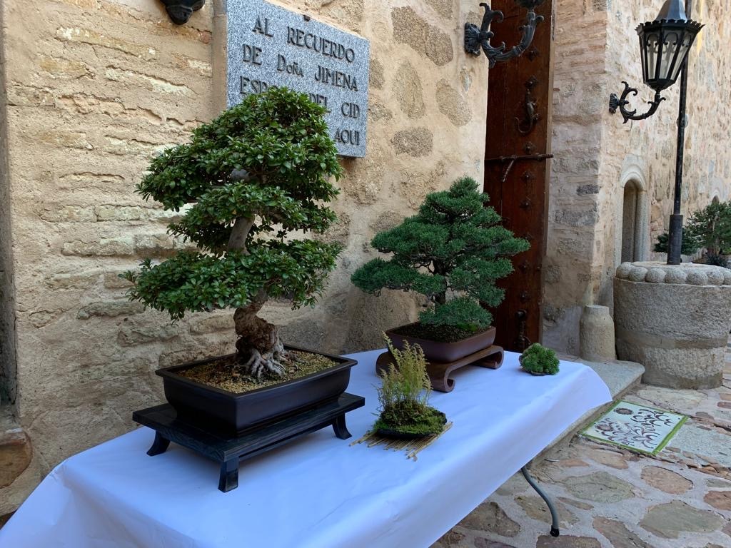 Exposición de Bonsai Toledo