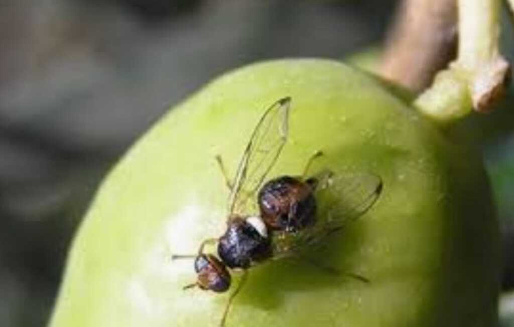 TRATAMIENTO AÉREO CONTRA LA MOSCA DEL OLIVO