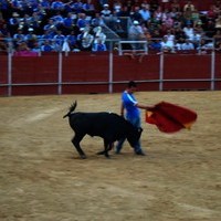 FERIA 2008. BECERRADA LOCAL