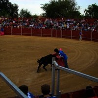 FERIA 2008. BECERRADA LOCAL