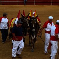 FERIA 2008. BECERRADA LOCAL