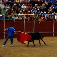 FERIA 2008. BECERRADA LOCAL