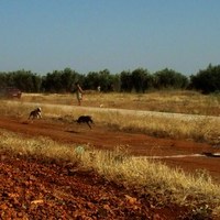 CARRERA DE GALGOS