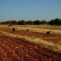 CARRERA DE GALGOS