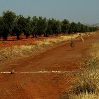 CARRERA DE GALGOS