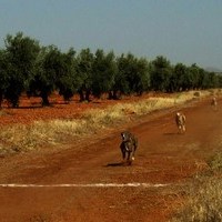 CARRERA DE GALGOS