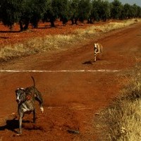 CARRERA DE GALGOS