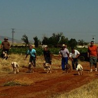 CARRERA DE GALGOS