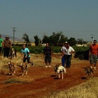 CARRERA DE GALGOS