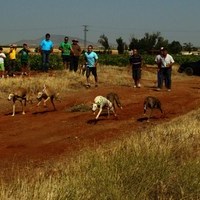 CARRERA DE GALGOS