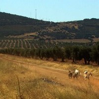 CARRERA DE GALGOS