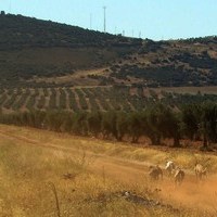 CARRERA DE GALGOS