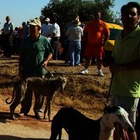 CARRERA DE GALGOS