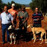 CARRERA DE GALGOS