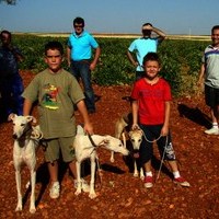 CARRERA DE GALGOS