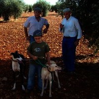 CARRERA DE GALGOS