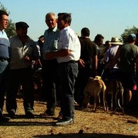 CARRERA DE GALGOS