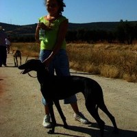 CARRERA DE GALGOS