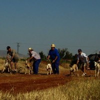 CARRERA DE GALGOS