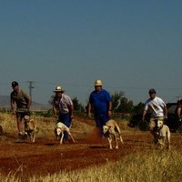 CARRERA DE GALGOS