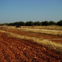 CARRERA DE GALGOS