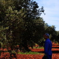 Cuarto concurso de poda de olivo 