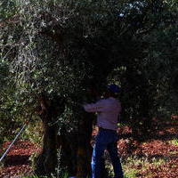 Cuarto concurso de poda de olivo 