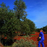 Cuarto concurso de poda de olivo 