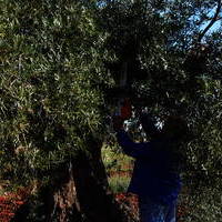 Cuarto concurso de poda de olivo 