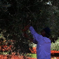 Cuarto concurso de poda de olivo 