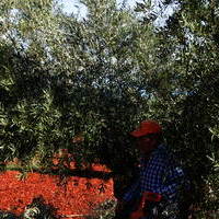 Cuarto concurso de poda de olivo 