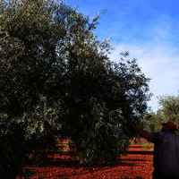Cuarto concurso de poda de olivo 