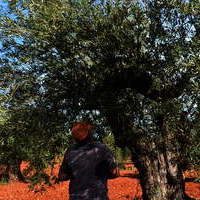 Cuarto concurso de poda de olivo 