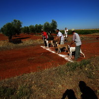 Carrera de Galgos 2017