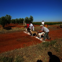 Carrera de Galgos 2017