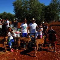 Carrera de Galgos 2017