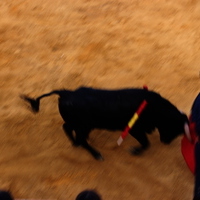 Toros Feria 2017