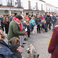 San Antón y Bendición de Animales 