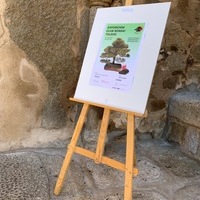 Exposición de Bonsai Toledo