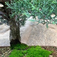 Exposición de Bonsai Toledo