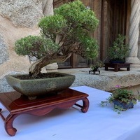 Exposición de Bonsai Toledo