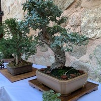 Exposición de Bonsai Toledo