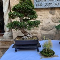 Exposición de Bonsai Toledo