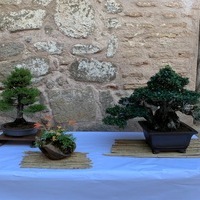 Exposición de Bonsai Toledo
