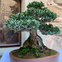 Exposición de Bonsai Toledo