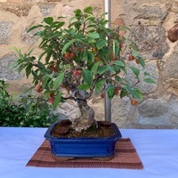 Exposición de Bonsai Toledo