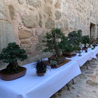 Exposición de Bonsai Toledo