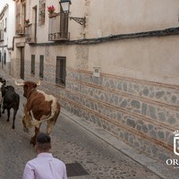 TRADICIONAL ENCIERRO 