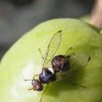 TRATAMIENTO AÉREO CONTRA LA MOSCA DEL OLIVO