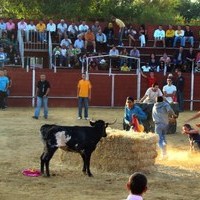 FERIA 2008. VAQUILLAS